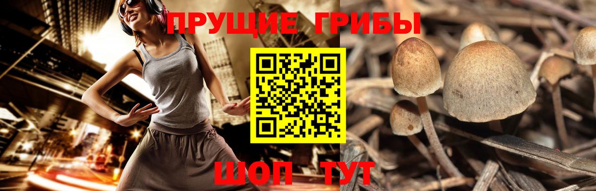 Псилоцибиновые грибы Psilocybine cubensis  Вход с VPN  Кольчугино 